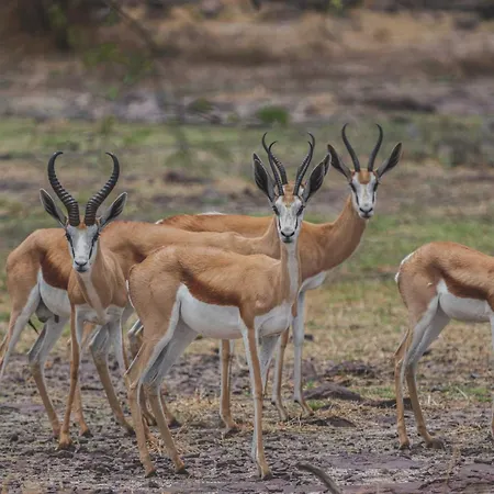 Grassland Safari Lodge-3