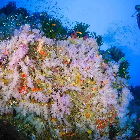 Viani Bay Dive Resort Across From Taveuni-3