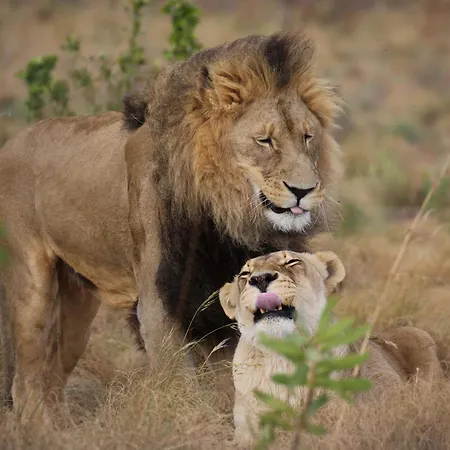 Schrikkloof Private Nature Reserve, Home Of The Lions Foundation-3