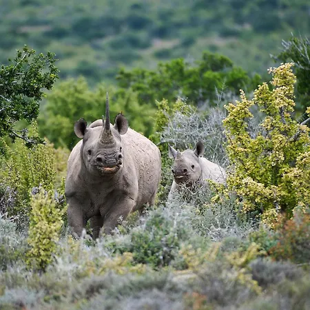 Kwandwe Private Game Reserve - Great Fish River Lodge-3