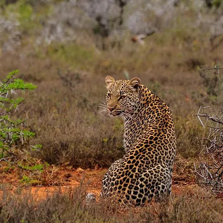 Kwandwe Private Game Reserve - Great Fish River Lodge-2