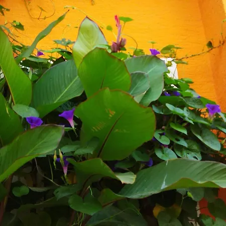 Sultan Hostel & Guesthouse-3
