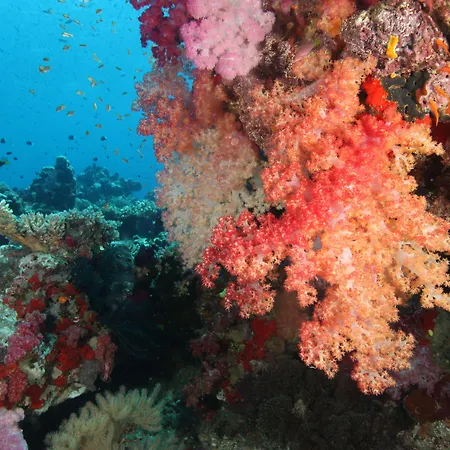 Maravu Taveuni Lodge-3