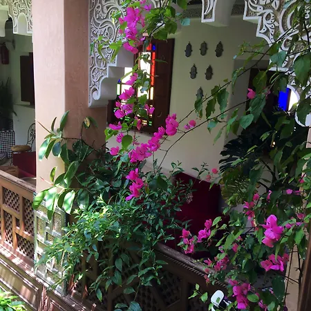 Riad Toyour- Riad Of Birds-3