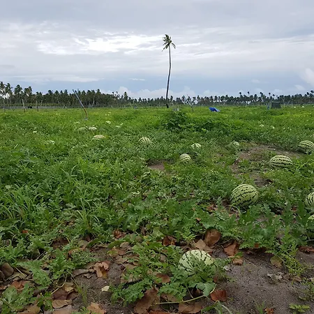 Coco Villa-2