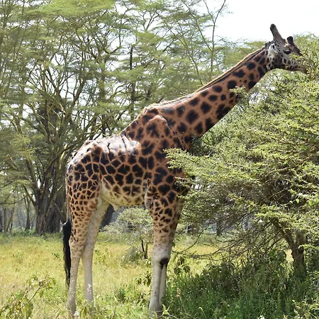Lake Nakuru Lodge-2