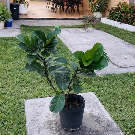 Condominio Hortencia-2