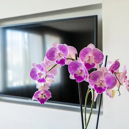 Jm Suites Hotel Eco-Friendly Casablanca-3