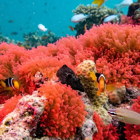 Taj Exotica Resort & Spa, Maldives - Free Airport Transfers-3