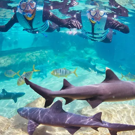 Staybridge Suites Orlando At Seaworld By Ihg - Free Breakfast & Shuttle To Seaworld Parks-2