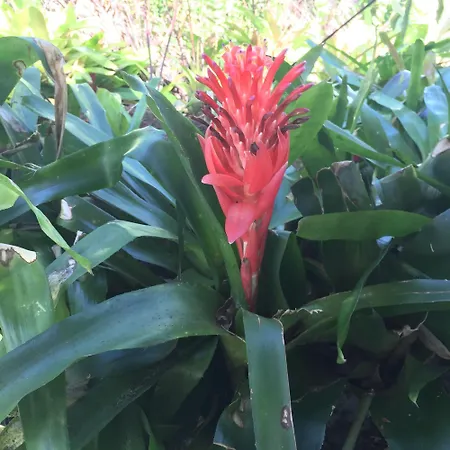 Byron Bay Rainforest Resort-3