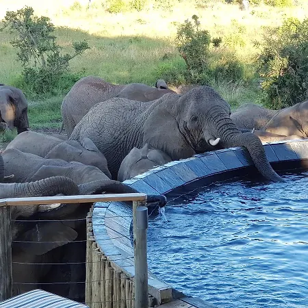 Nambiti Plains Lodge-3