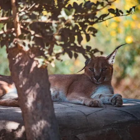 Chaminuka Lodge-3