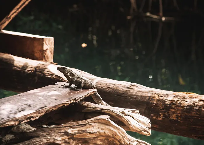 Uman Glamping & Cenote Tulum Hotel