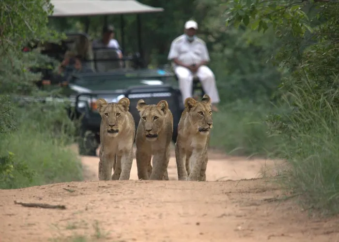 Karongwe- Shiduli Safari Lodge Hoedspruit