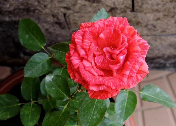 Pousada Pedra Rosa Florianopolis