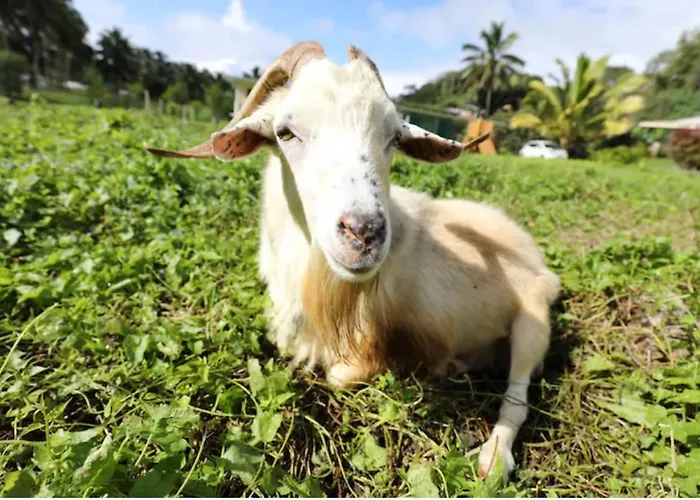 Jo'S Farmstay-Charming Holiday Farm Close To Famous Muri Beach Rarotonga