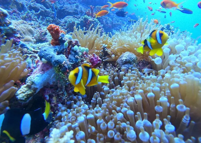 White Coral Rasdhoo Hotel