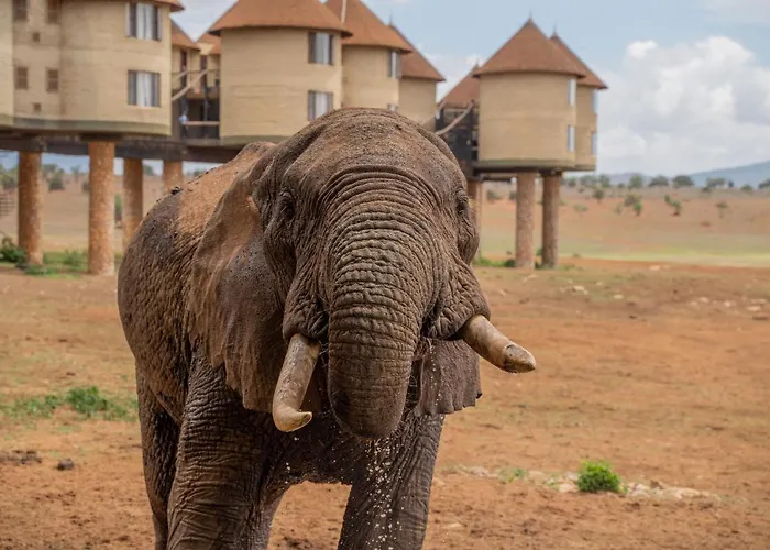 Salt Lick Safari Lodge Tsavo