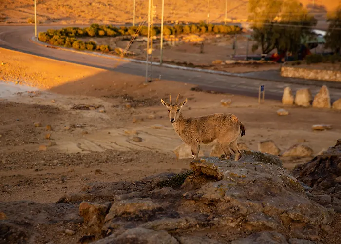 Ramon Suites By Smart Hotels Mitzpe Ramon