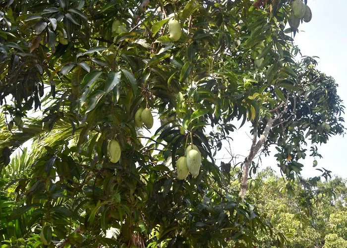 Yellow Birds Resort Anuradhapura