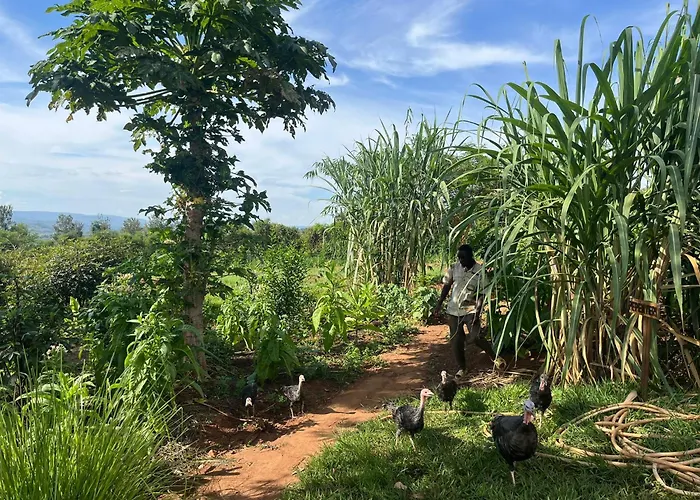 Rutete Eco Lodge Rwinkwavu