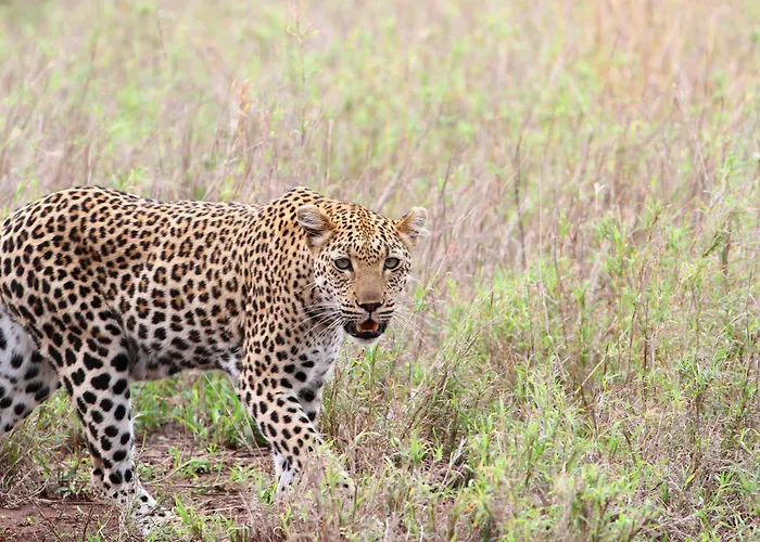 Vuyani Safari Lodge Hoedspruit