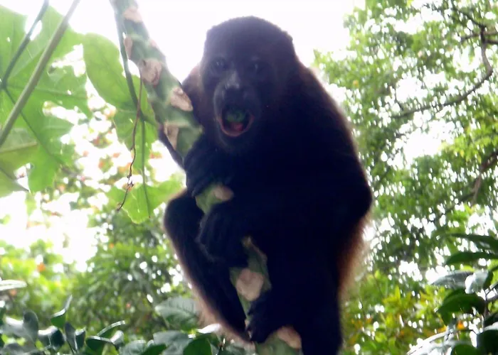 Howler Monkey Hotel Montezuma