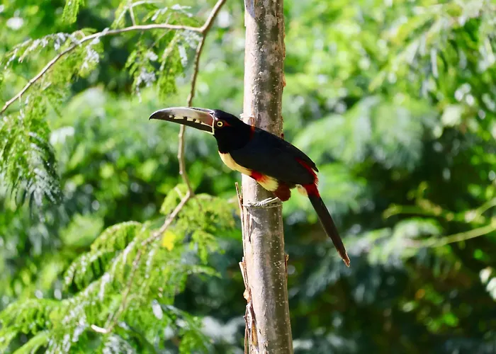 Villa Cayo San Ignacio