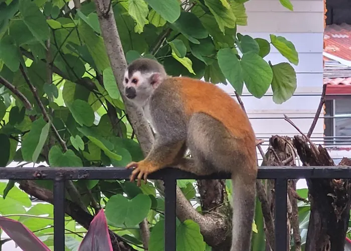 Tico Tico Villas - Adult Only Manuel Antonio