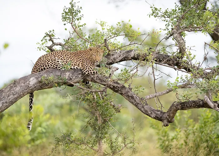 Serondella Safari Lodge Thornybush Game Reserve