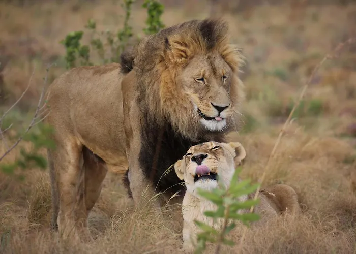 Schrikkloof Private Nature Reserve, Home Of The Lions Foundation Bela-Bela
