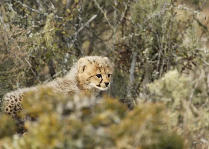 Kwandwe Private Game Reserve - Great Fish River Lodge Grahamstown