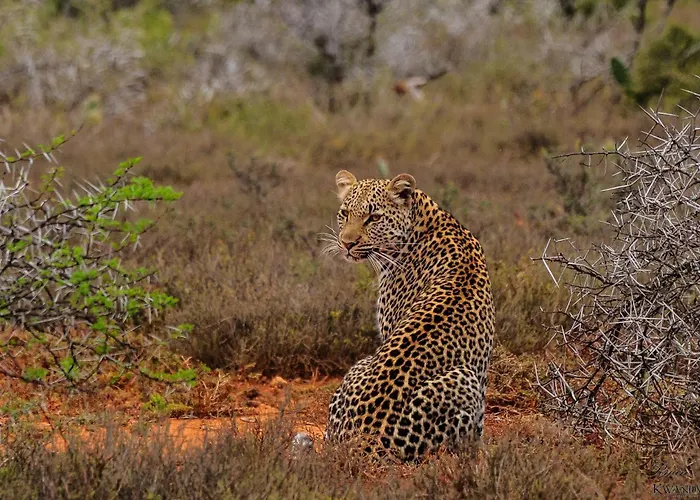 Kwandwe Private Game Reserve - Great Fish River Lodge Grahamstown