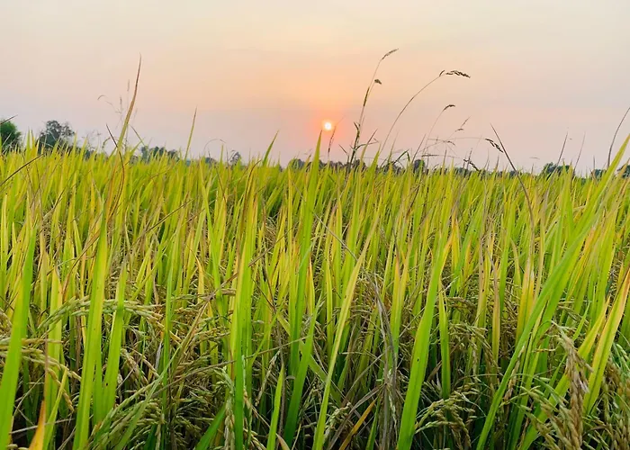 Lotus Farm Retreat Apartment Ho Chi Minh City