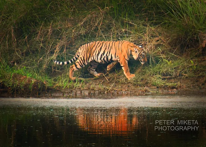 Tiger Corner Inn Homestay Sauraha