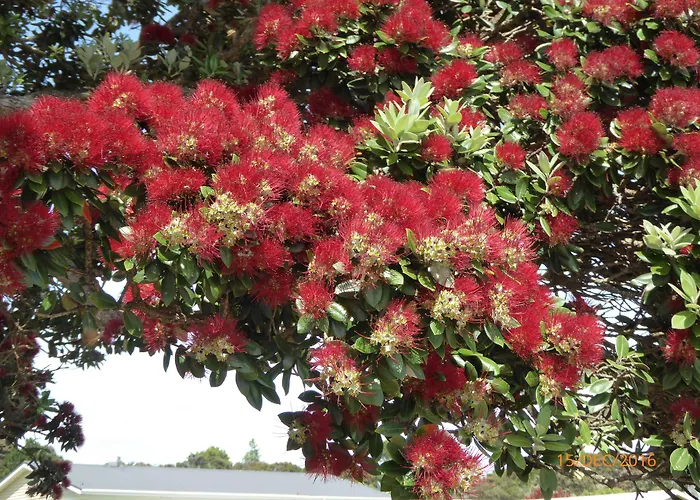 Tarlton'S Lodge Paihia