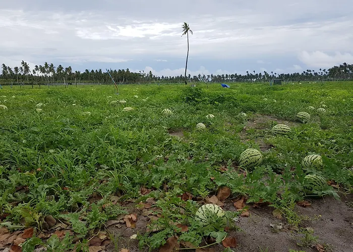 Coco Villa Thoddoo