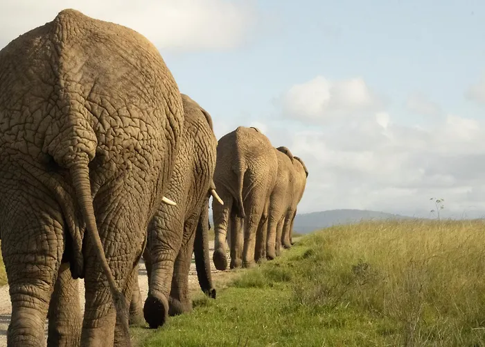 Knysna Elephant Park Lodge Plettenberg Bay