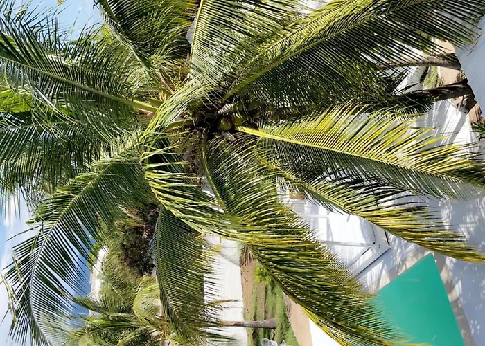 Cocoon Signature Palm Tree Garden Flic en Flac