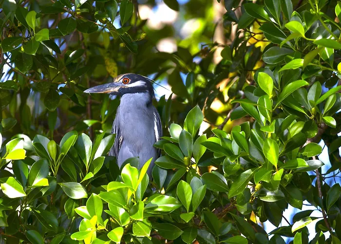 Evergreen Lodge Tortuguero