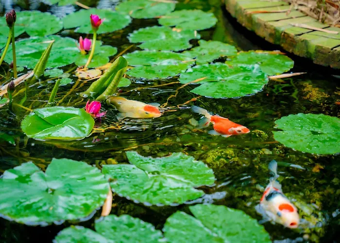Tam Coc Banana Bungalow NINH BINH