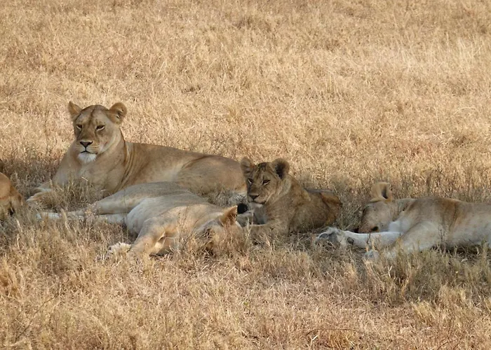 Amora Homestay And Safaris Karatu