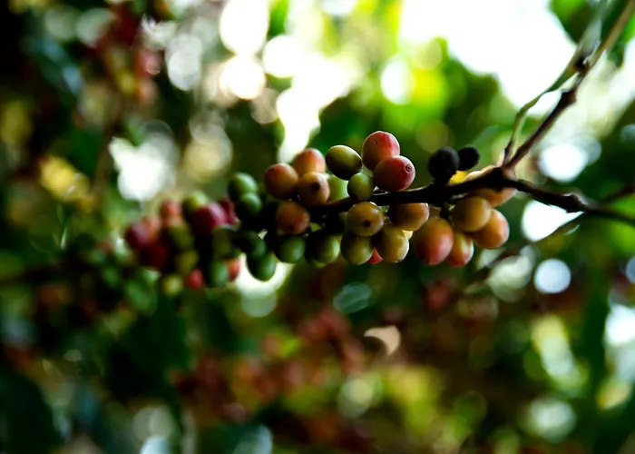 Finca Carpe Diem Ecolodge Minca