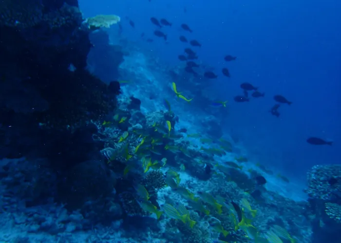 Goby Lodge Guest House Mahibadhoo
