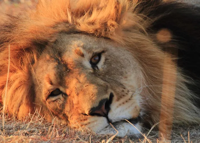 Umzolozolo Private Safari Lodge & Spa Ladysmith