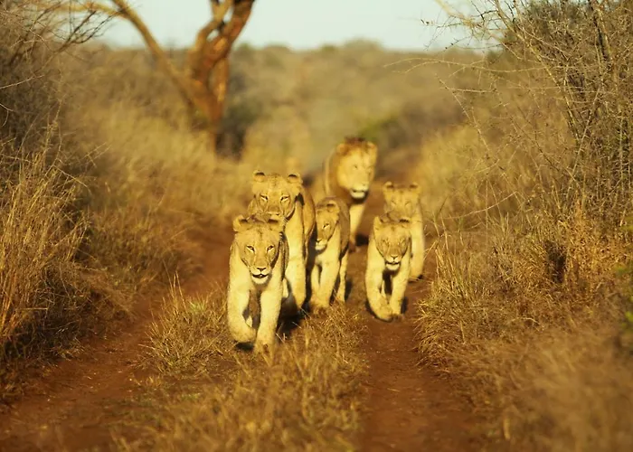 Thanda Safari Hluhluwe