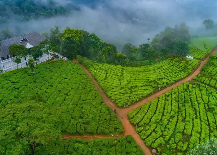 Tea Harvester Munnar